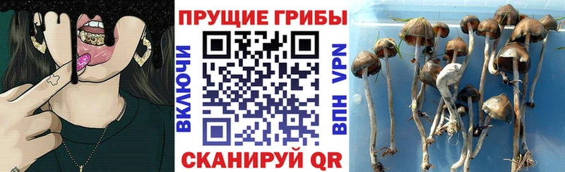 Галлюциногенные грибы Psilocybine cubensis  мега маркетплейс  Ярцево 
